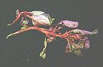 uڻݽz˲